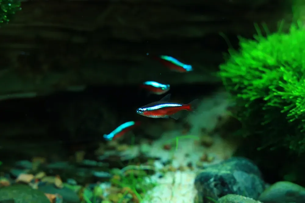 Final - The New Life of Old Stones